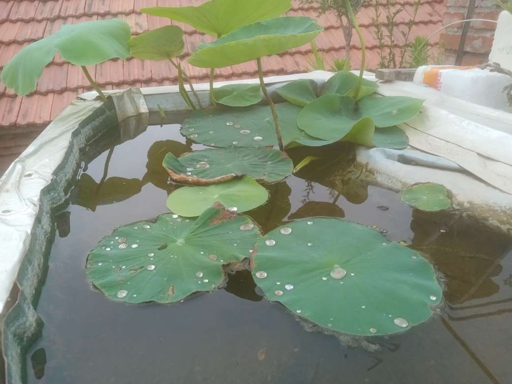 各位朋友，请问大家有谁知道，在手机上听歌不花钱的小6950 作者:逝去 帖子ID:358590 